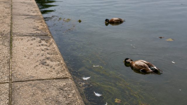Concerns Rise Over Reflecting Pool: Vandalism and Duck Deaths