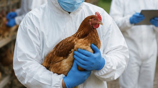 Urgent Call to Action: Preventing Bird Flu's Spread in Australia